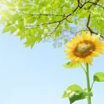 いつも何だか物足りない。足るを知るって何？サントーシャにつて